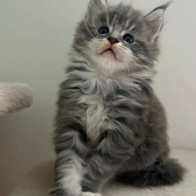 Maine coon kittens for new homes