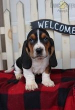 Beautiful AKC Basset hound puppies available