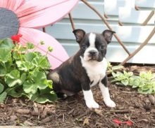 Gorgeous male and female Boston terrier Puppies