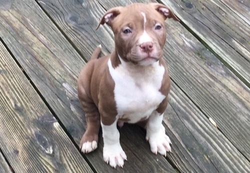 Very and friendly Pit Bull puppies. 