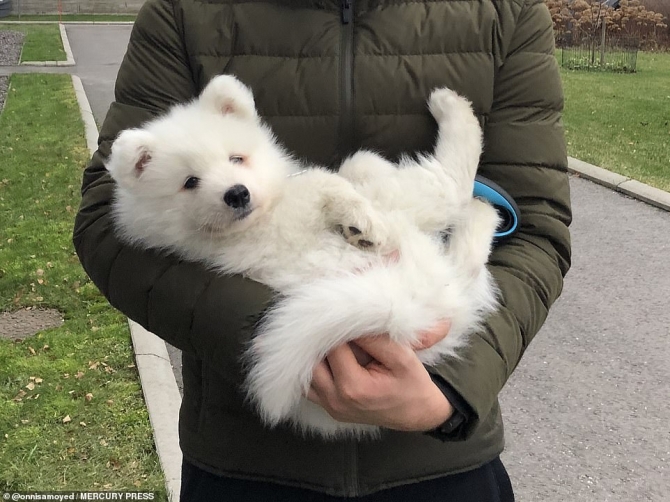 Akc Samoyed Puppies Now Available