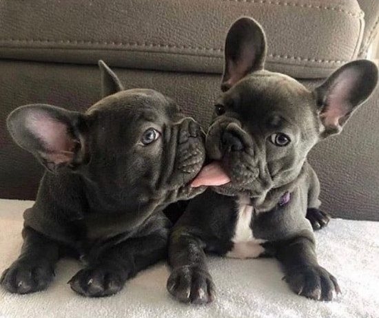 French Bulldog Puppies Available
