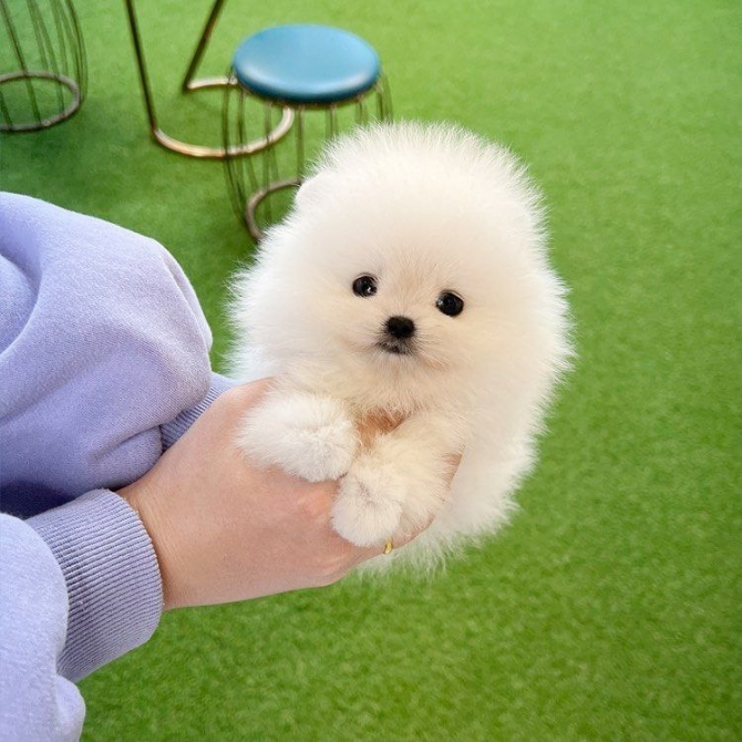 Mini Pomeranian puppy for adoption 