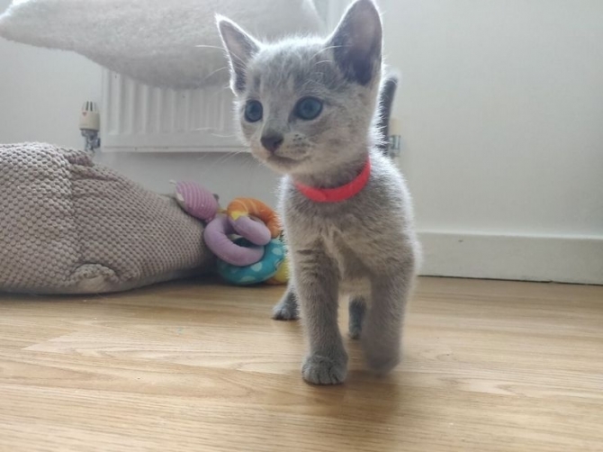 male and female Russian Blue kittens