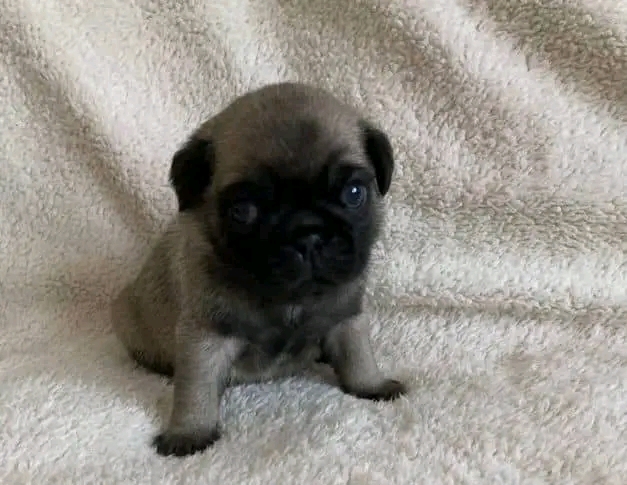 Healthy Pug Puppies Seeking Loving Homes**