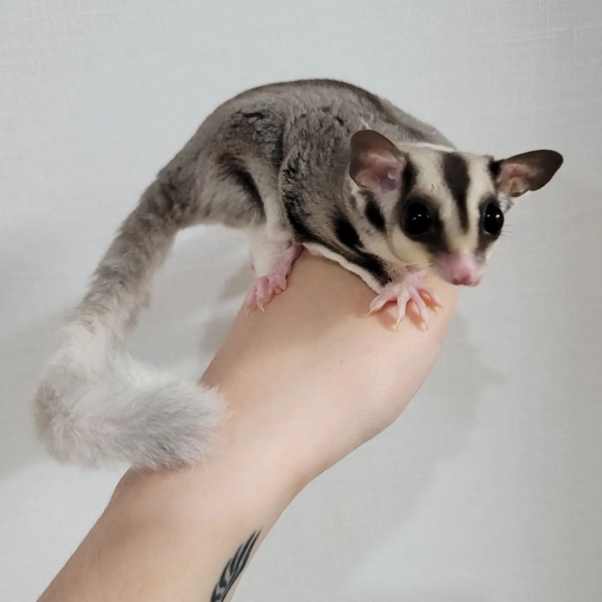 Available 6 Sugar gliders for sale 
