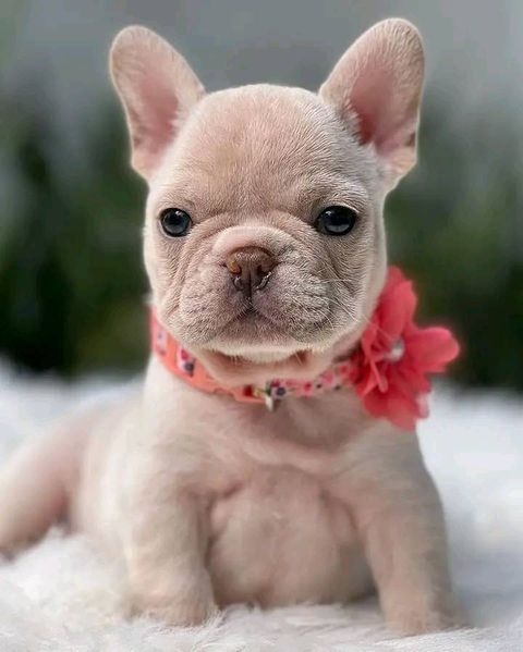 Super adorable French Bulldog puppies for adoption 