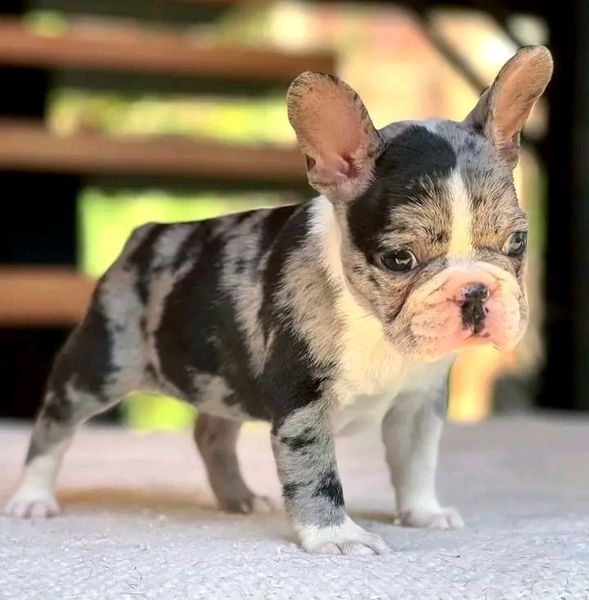 Super adorable French Bulldog puppies for adoption