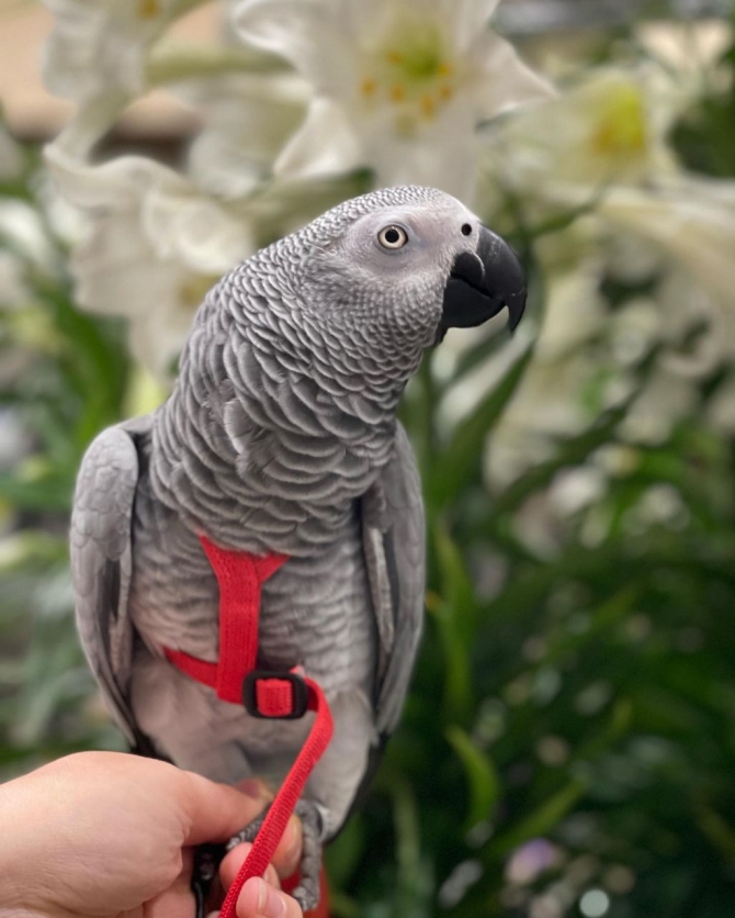 African grey parrots ???? for sale