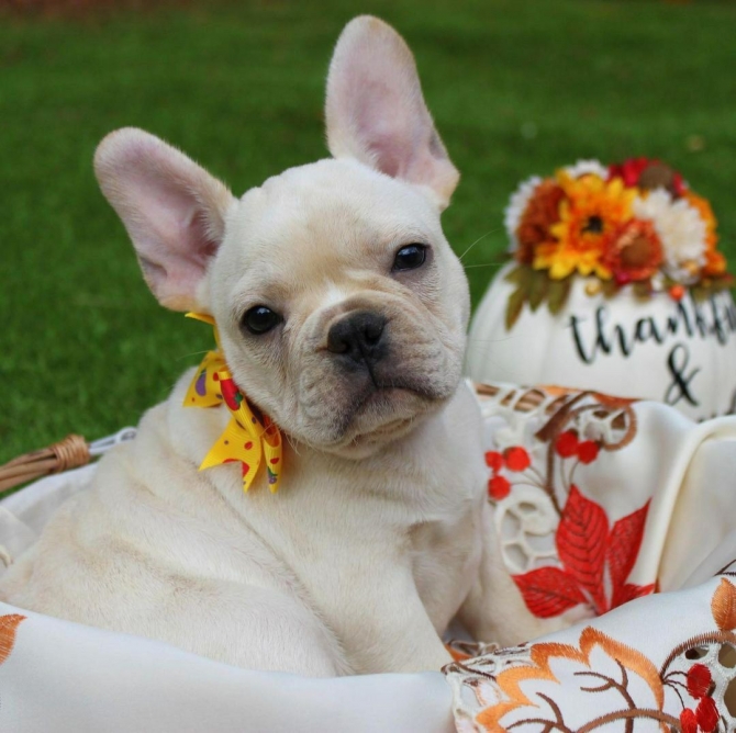 Lovely French bulldog puppies for adoption .. text or call on ?615 436-2633?