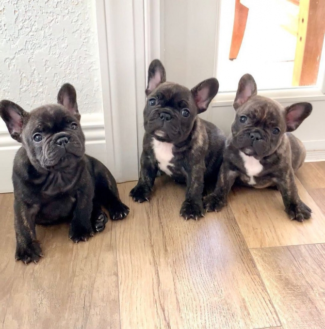 Lovely French Bulldog Puppies For Adoption .. Text Or Call On ?615 436-2633?