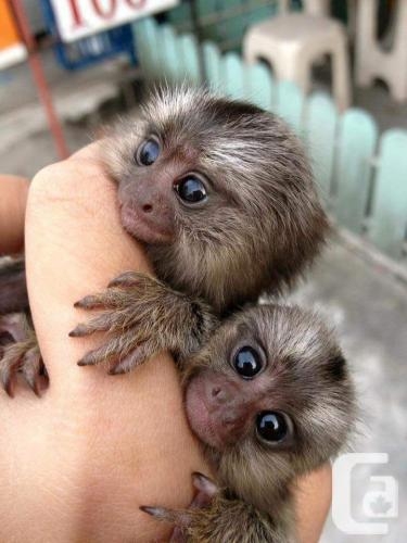 baby marmoset monkeys for adoption