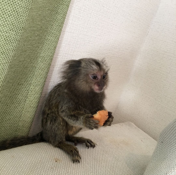 Cute and well trained baby pygmy Marmoset Monkeys for sale.