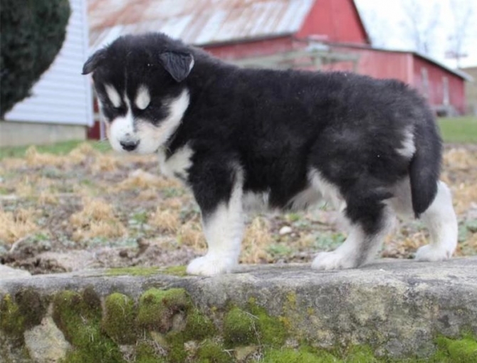 Siberian Husky pups Need homes ASAP