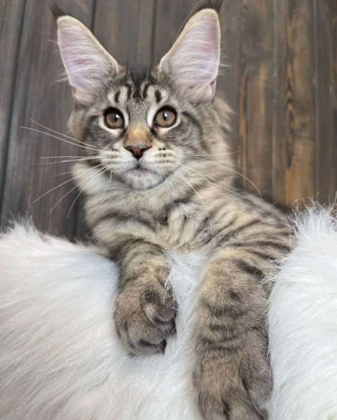 Healthy Maine Coon kittens for Adoption