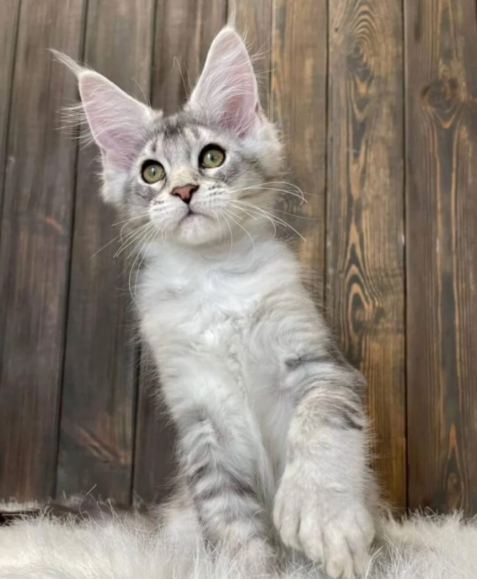 Healthy Maine Coon kittens for Adoption