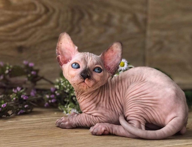  Lovely hairless Sphynx Kittens available