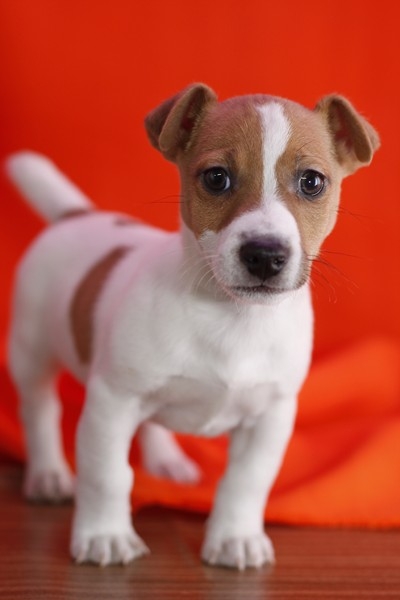  Male and female Jack Russell Terriers.