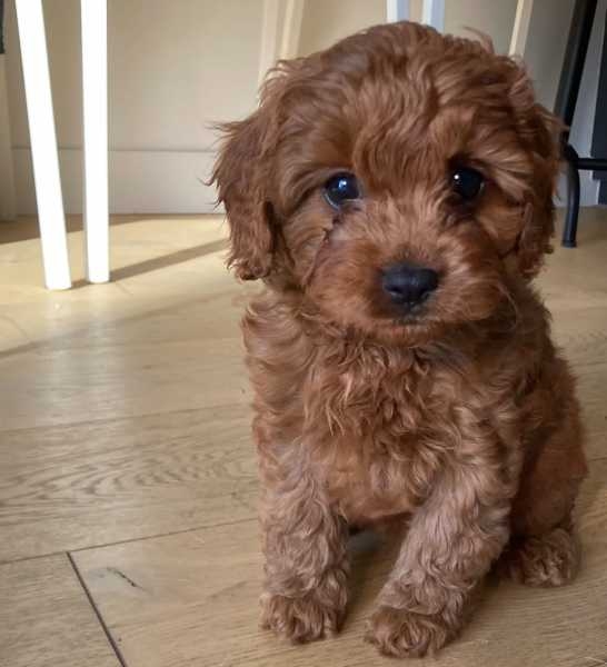  Nice looking and healthy Labradoodle puppies
