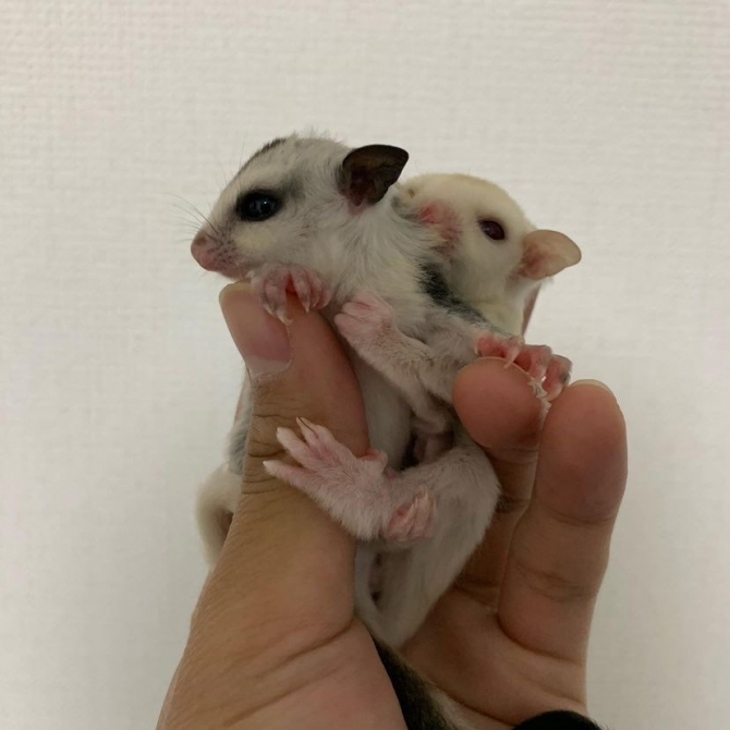  Adorable sugar gliders looking for a lovely home.