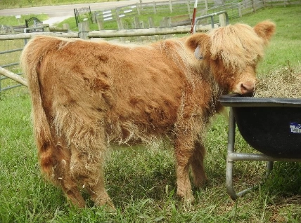 Highlands Cows For Sale