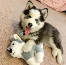Adorable Akc Pomsky Puppies