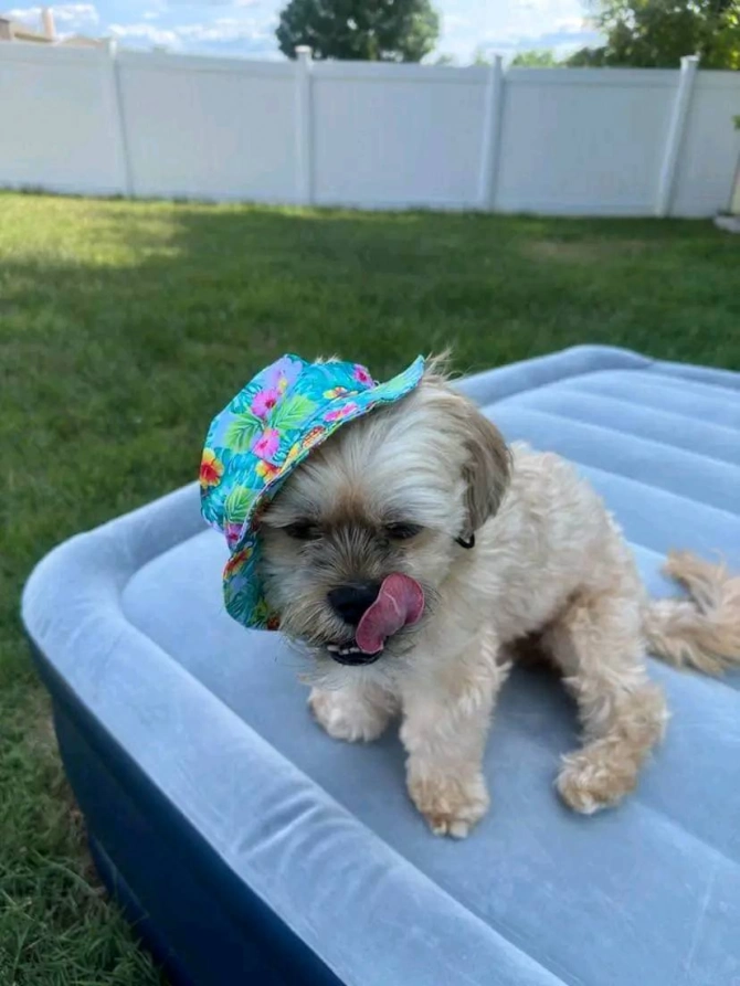 Yorkie Puppies Now Ready