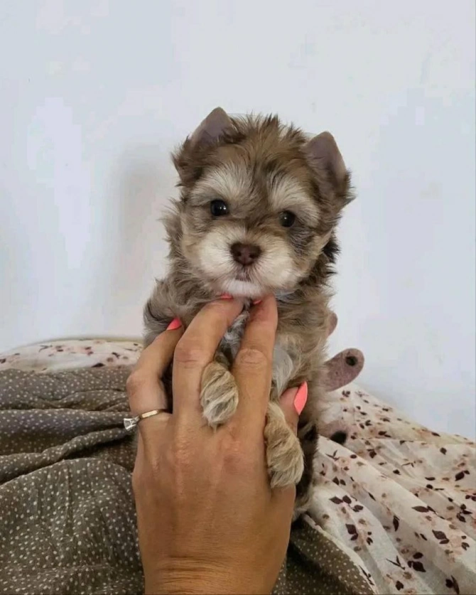 Teacup Yorkies 