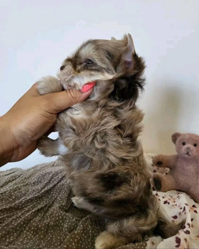Teacup Yorkies 
