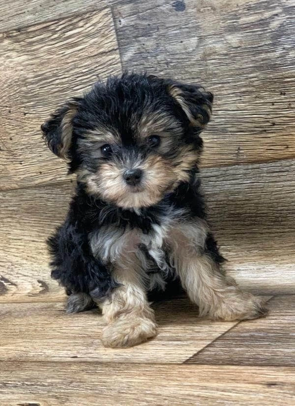 Yorkie Puppy