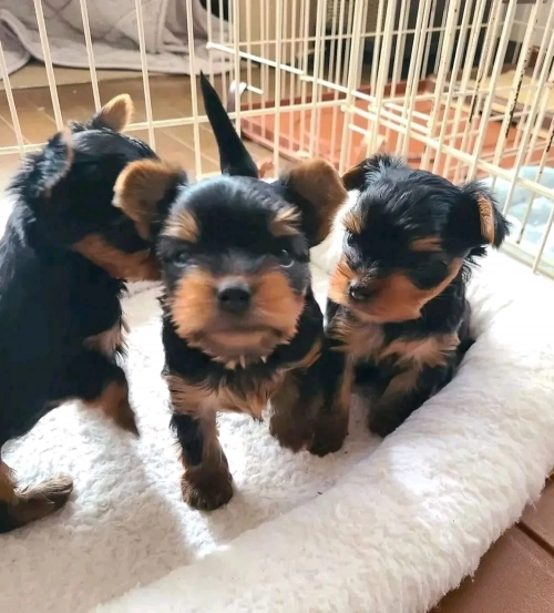 Winnie  Yorkshire Terrier