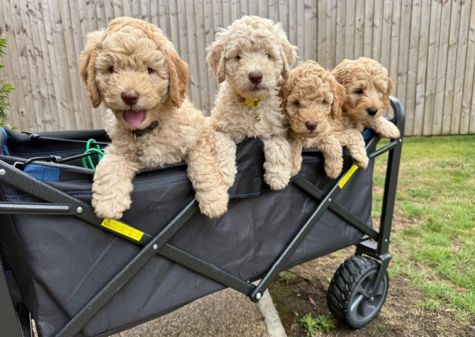 Genuine Australian Labradoodle Not Poodle-lab Mix