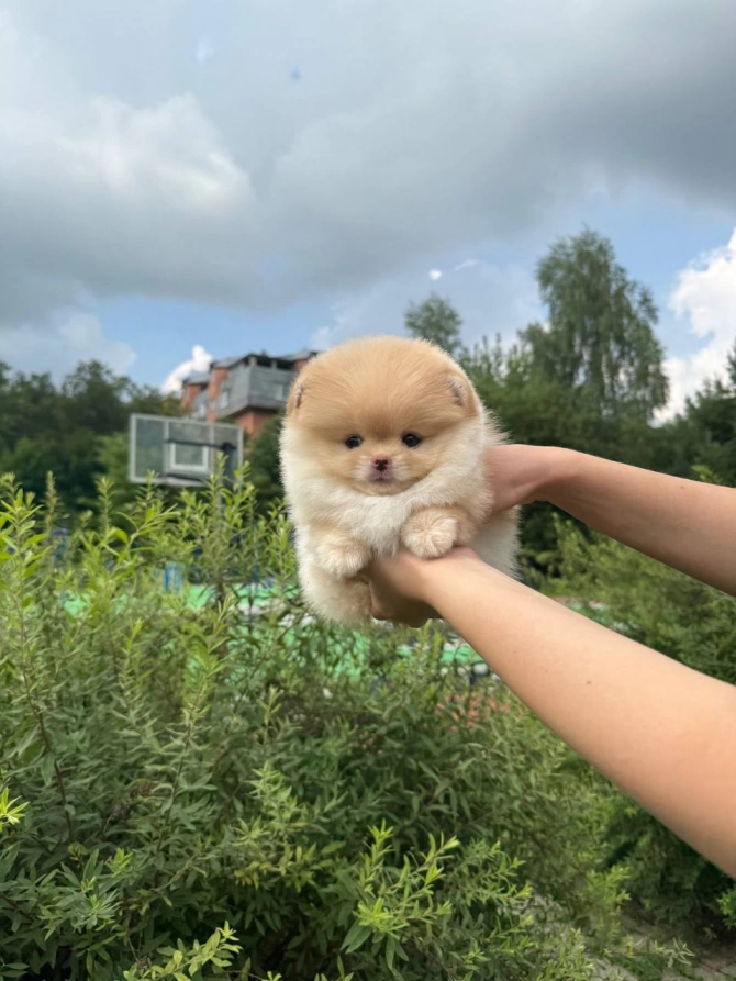 Tiny Fluffs, Big Love – Pomeranian Puppies Available Now!