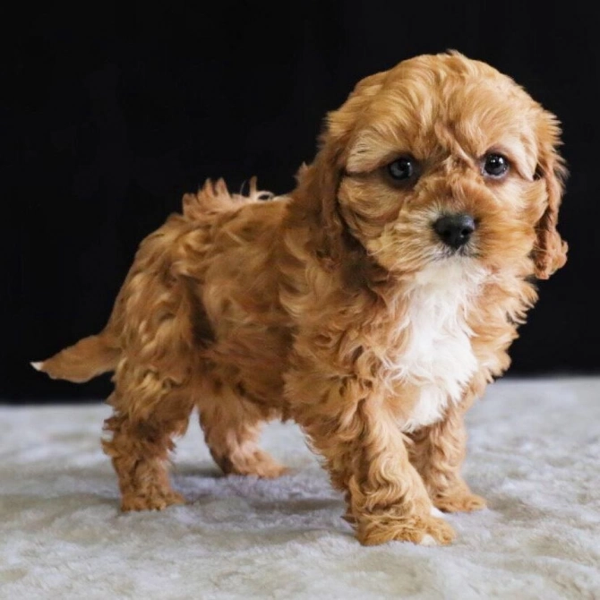 Amazing Male And Female Cavapoo Puppies Available