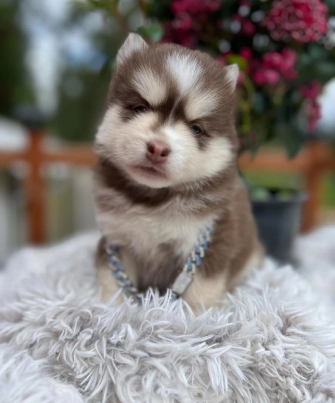 Playful Pomsky Puppies - Text  213-562-3374