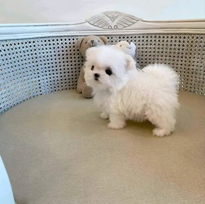 Lovely Face Maltese Puppies