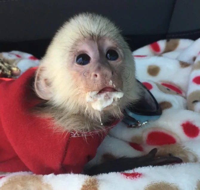 Sweet Capuchin Monkey Ready To Join A Responsible Family