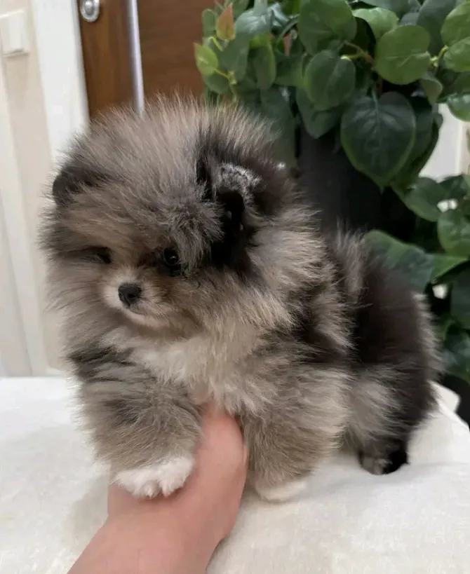 Breath Taking Pomeranian Puppy