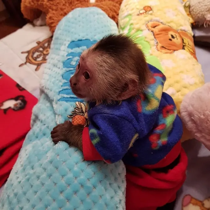 Sweet And Energetic Capuchin Monkey Available
