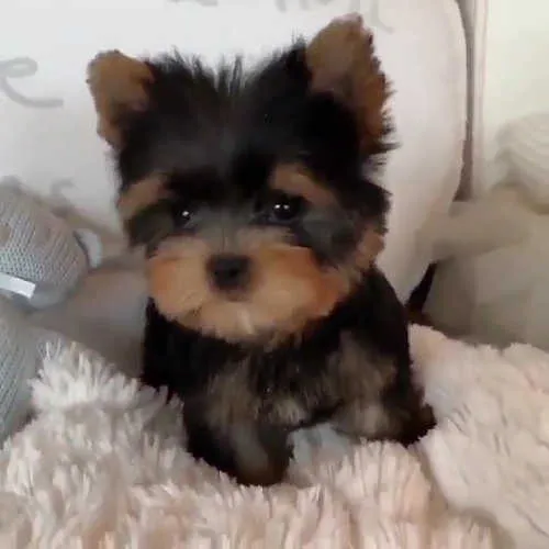 Healthy Teacup Yorkie For Sale
