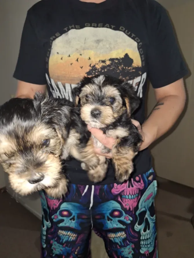 Teacup Yorkie Puppies Available Now