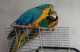 macaw
