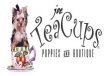 Joe Teacup Puppies