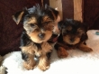 tiny teacup yorkie puppies available 