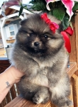 Pomeranian Puppies