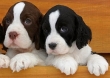 Puppy-Breeders