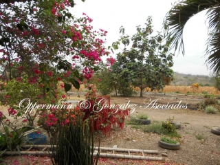 Farm For Sale In Santa Ana, Manabi.