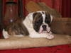 Champion Bloodline English Bulldog puppies now available.
