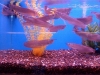 Top quality Arowana fish for sale