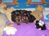 Gorgeous & Adorable Yorkie Puppies For Adoption!!